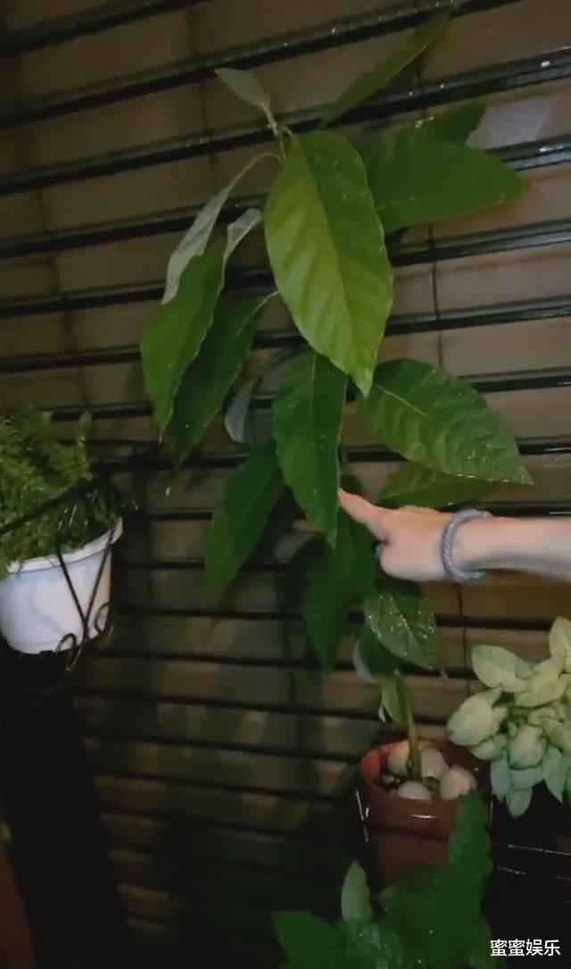 Ella家是复式楼还种牛油果树，马桶是黑色，称二胎想要生女儿